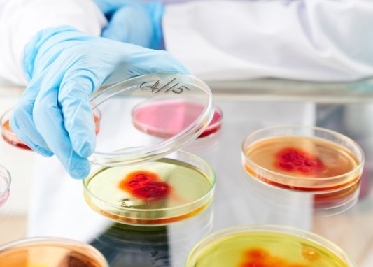 Estudi revela la resistència de Listeria monocytogenes en instal·lacions alimentàries, desafiament les estratègies de neteja convencionals